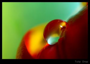 Tulip Drop.jpg